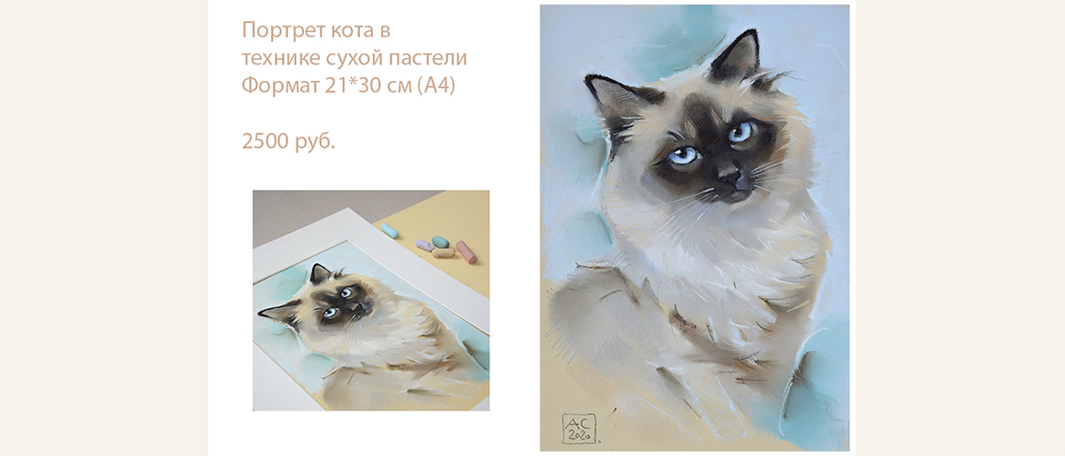 Сиамский кот портрет, портреты домашних животных